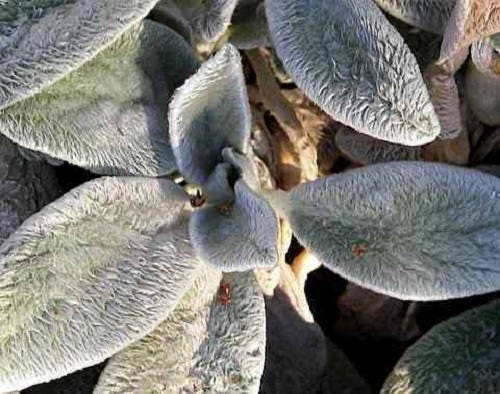 100 Wolly LAMBS EAR Stachys Byzantina Silvery Fuzzy Leaves Purple Flower Seeds