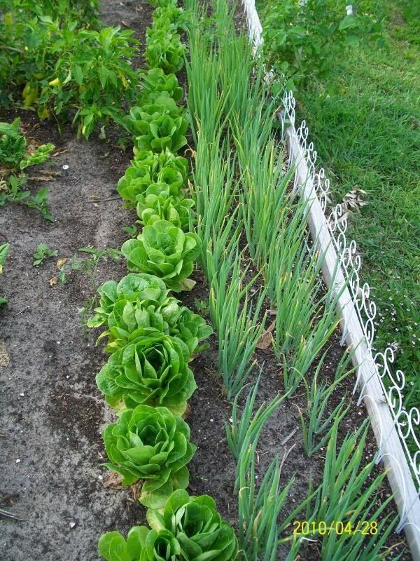 2000 BIBB LETTUCE (Limestone Lettuce) Lactuca Sativa Vegetable Seeds