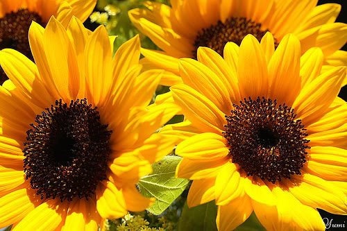 25 EBONY & GOLD SUNFLOWER Helianthus Annuus Flower Seeds
