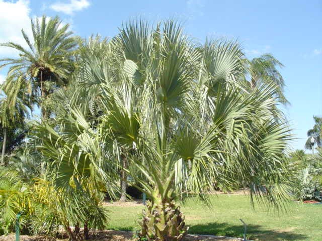 10 Hardy SABAL PALM TREE Cabbage Palmetto Flower Seeds