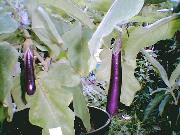 1000 LONG PURPLE EGGPLANT Solanum Melongena Esculentum Vegetable Seeds