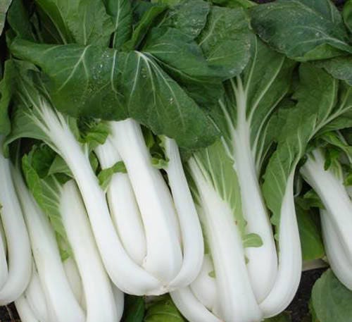 2000 CANTON PAK CHOI (Bok Choy / Chinese Cabbage) Brassica Rapa Chinensis Vegetable Seeds
