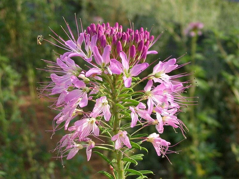 200 ROSE QUEEN CLEOME Hassleriana Spinosa Pink Spider Flower Seeds