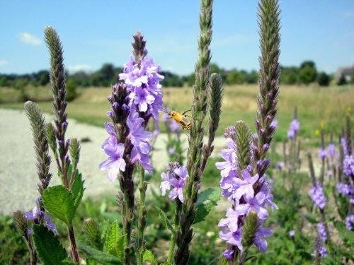 500 Purple HOARY VERVAIN Verbena Stricta Flower Seeds