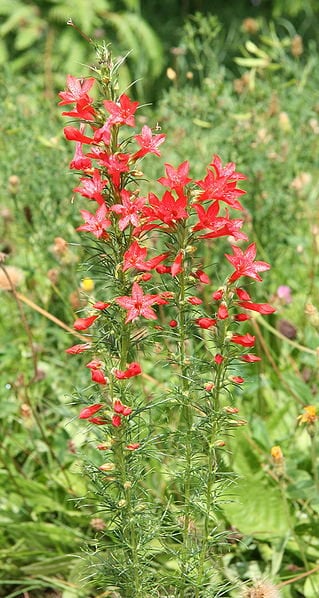 200 STANDING CYPRESS (Scarlet Gilia) Ipomopsis Rubra Flower Seeds