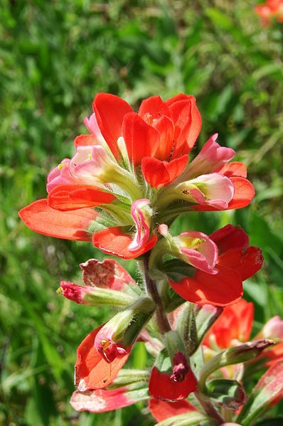50 Red INDIAN PAINTBRUSH Castilleja Indivisa Flower Seeds