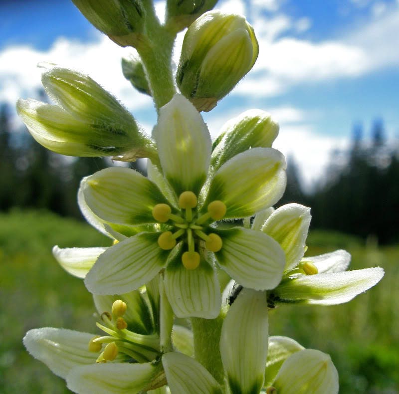 100 VIRGINIA BUNCHFLOWER LILY (White Hellebore / Corn Lily) Melanthium Virginicum Flower Seeds