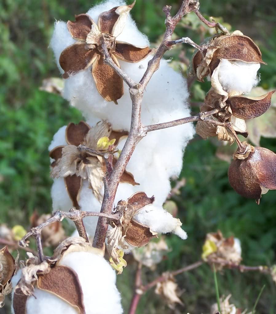 25 WHITE COTTON Gossypium Hirsutum Plant Seeds