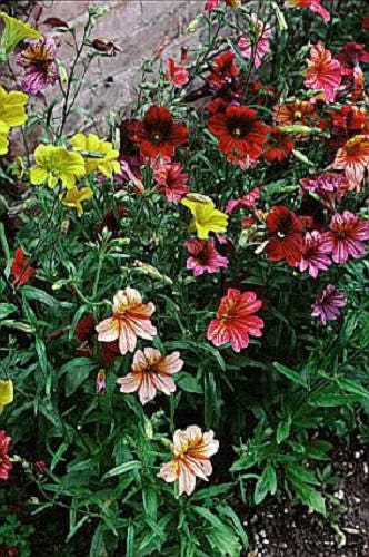 200 Mixed Colors PAINTED TONGUE (Velvet Trumpet Flower) Salpiglossis Grandiflora Virgiana Flower Seeds