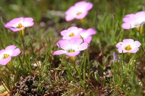 1000 MOUNTAIN PHLOX (California Phlox) Linanthus Grandiflorus Flower Seeds