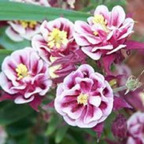 50 Double WINKY ROSE & White COLUMBINE Aquilegia Vulgaris Flower Seeds