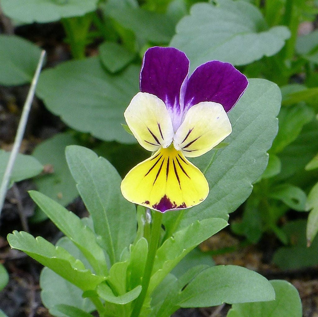 250 JOHNNY JUMP UP Helen Mount Violet Viola Tricolor Flower Seeds
