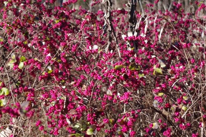 25 CORALBERRY Shrub Flower Pink Indian Currant Symphoricarpos Orbiculatus Seeds