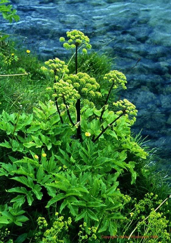 30 ANGELICA Archangelica Officinalis Edible Archangel / Holy Ghost Herb Seeds