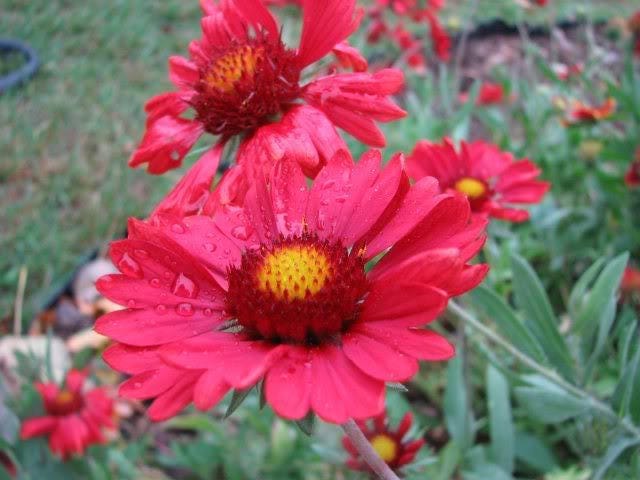 50 BURGUNDY GAILLARDIA Red Indian Blanket Flower Seeds
