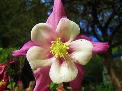 100 DWARF COLUMBINE MIX Aquilegia Vulgaris Mixed Colors Flower Seeds