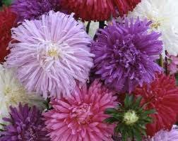 50 Mixed OSTRICH PLUME ASTER Feather Spider Callistephus Chinensis Flower Seeds