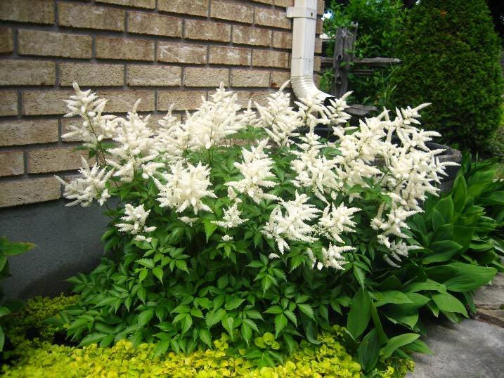 50 MIXED Colors ASTILBE BUNTER Astilbe Simplicifolia Shade Red White Purple Pink Flower Seeds