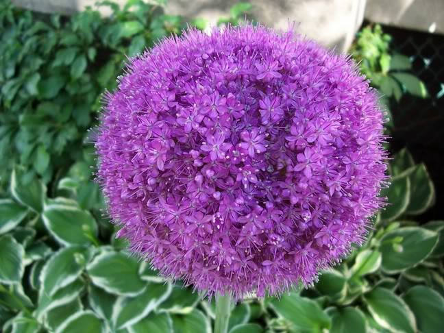 25 GIANT ALLIUM Allium Giganteum Purple Globe Flower Seeds