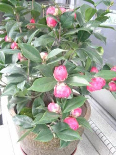 100 Mixed Colors DOUBLE CAMELLIA IMPATIENS (Balsam / Lady Slipper / Touch Me Not) Impatiens Balsamina Flower Seeds