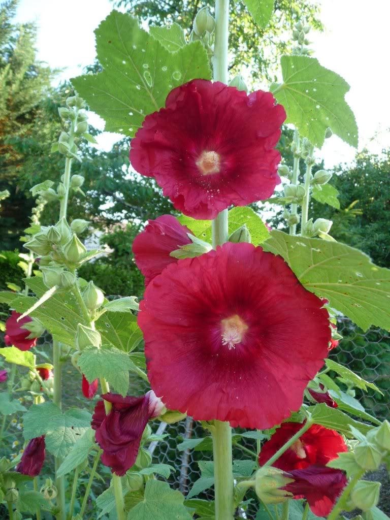 25 MAROON RED HOLLYHOCK Alcea Rosea Flower Seeds Perennial