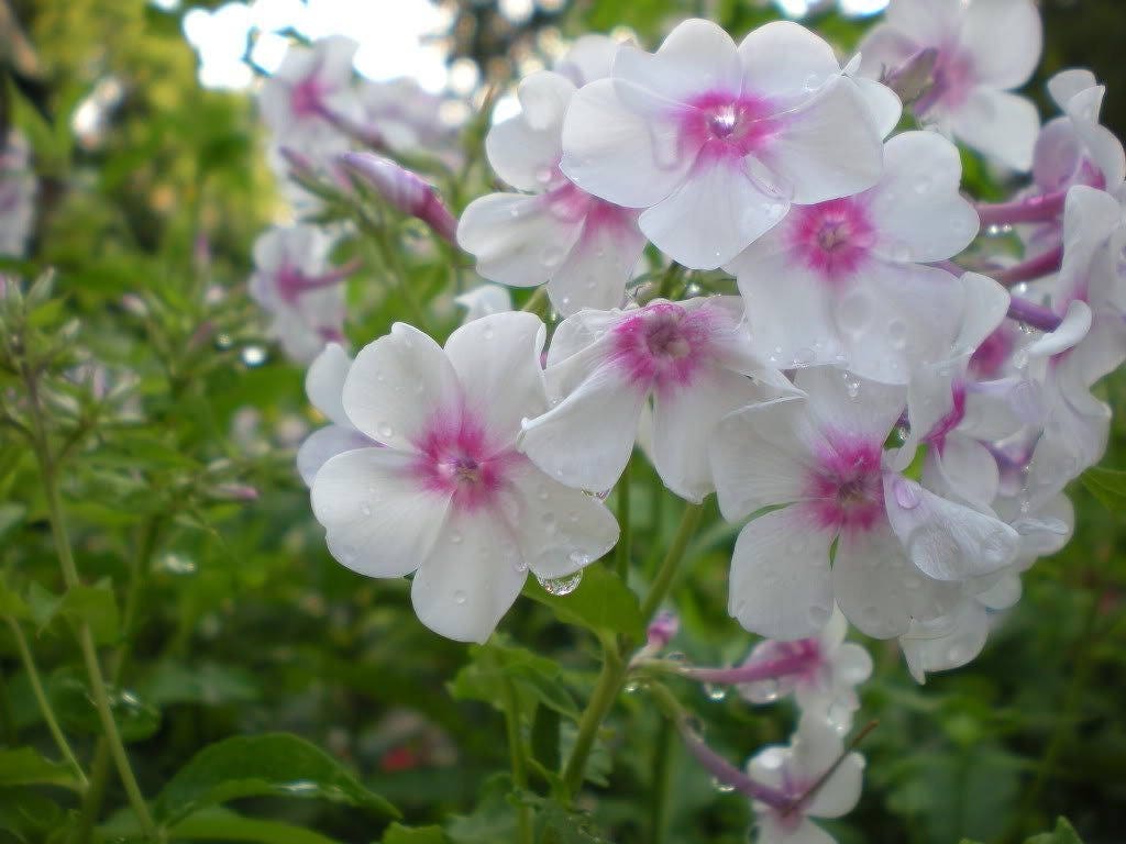100 Mixed Colors DRUMMOND PHLOX MIX Pink, Red, & White Phlox Drummondii Flower Seeds
