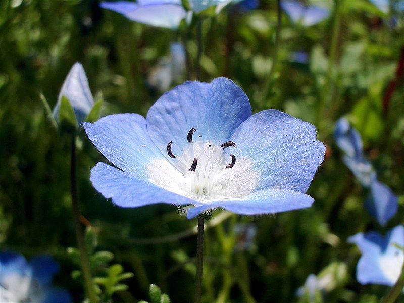 250 BABY BLUE EYES Nemophila Menziesii Fragrant Butterfly Flower Seeds