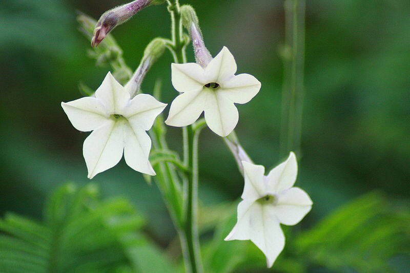 200 JASMINE AZTEC NICOTIANA (Ornamental Flowering Tobacco) Nicotiana Alata Flower Seeds