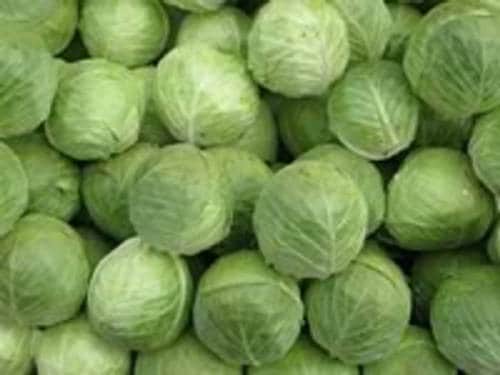 500 Early JERSEY WAKEFIELD CABBAGE Brassica Oleracea Capitata Vegetable Seeds