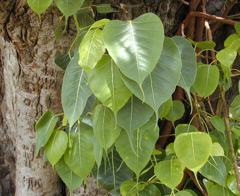 30 FICUS TREE (Bodhi Tree / Sacred Fig / Bo Tree / Pipal) Ficus Religiosa Seeds