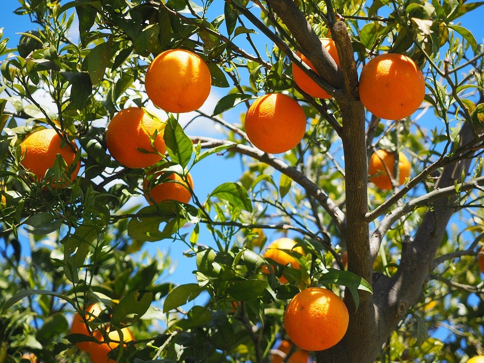Cold-Hardy 25+ Tangerine Mandarin Orange Citrus Fruit Tree (25+ Fresh  Seeds) : : Everything Else