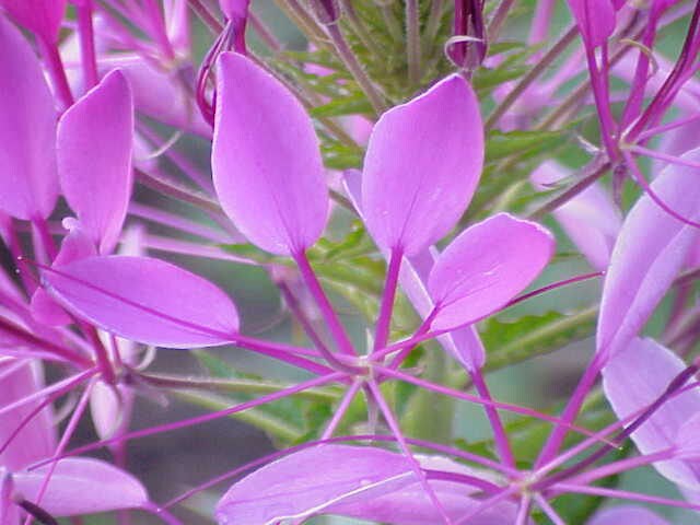200 ROSE QUEEN CLEOME Hassleriana Spinosa Pink Spider Flower Seeds