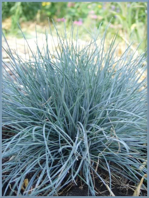 100 BLUE Sheeps FESCUE GRASS Festuca Ovina Glauca Cinerea Seeds