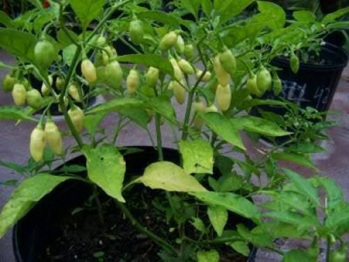 50 Hot WHITE HABANERO PEPPER Capsicum Chinense Vegetable Seeds