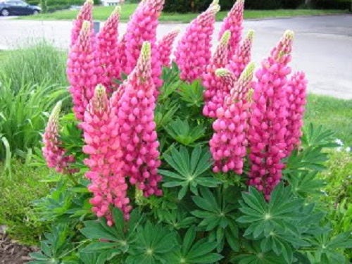 75 Mixed Colors RUSSELL LUPINE (Streamside, Bigleaf, Garden, or Washington Lupine) Lupinus Polyphyllus Flower Seeds