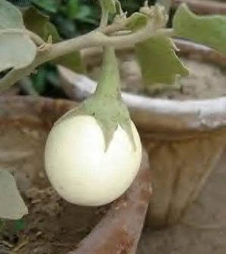 30 EASTER EGG PLANT (Easter Eggplant / Ornamental Eggplant / Nest Egg) Solanum Ovigerum Seeds