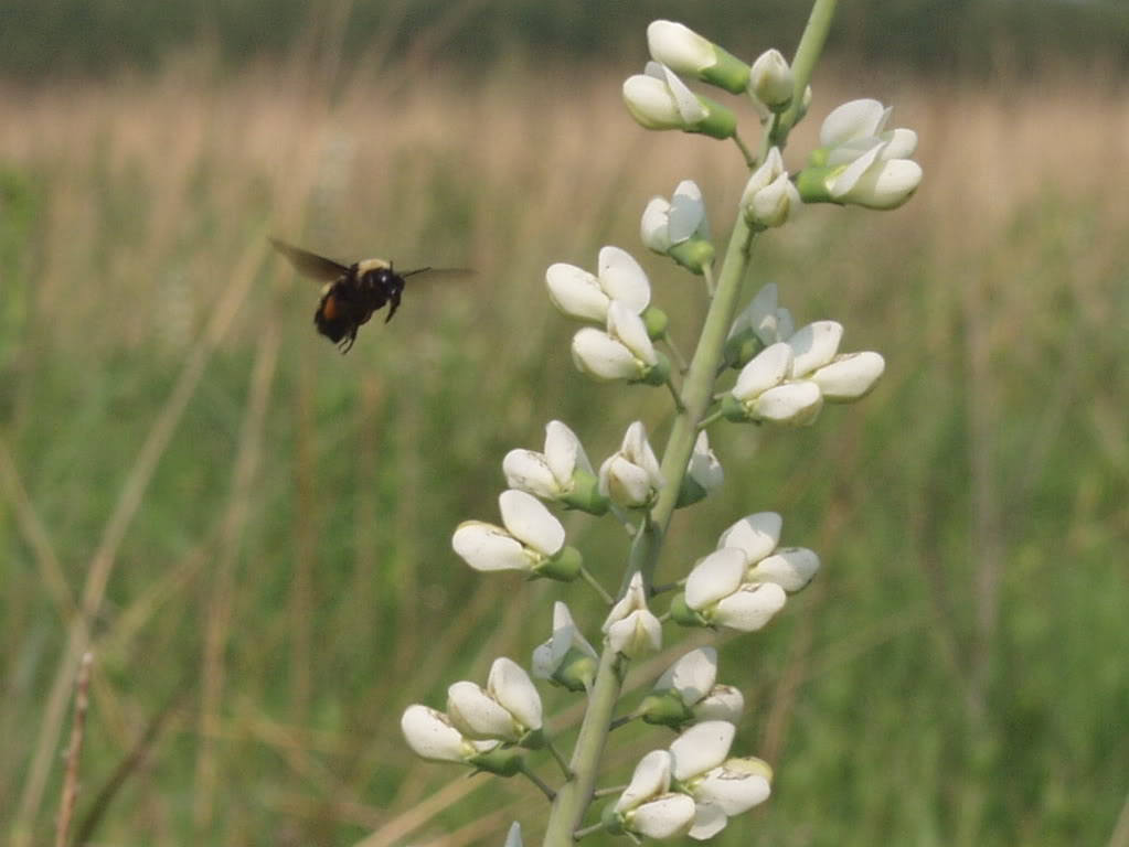 50 WHITE WILD INDIGO Baptisia Alba Usa Native Pollinator Flower Seeds