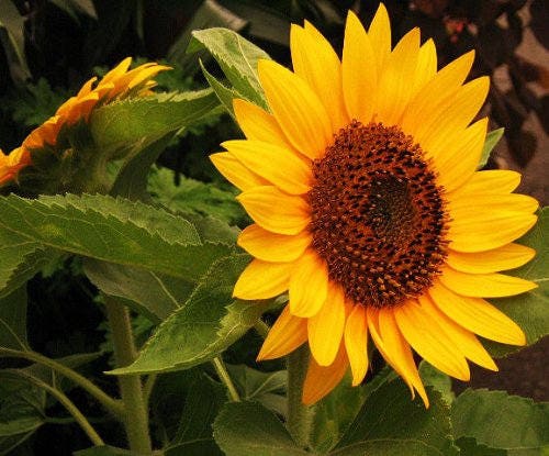 30 INCREDIBLE DWARF SUNFLOWER Helianthus Annuus Flower Seeds