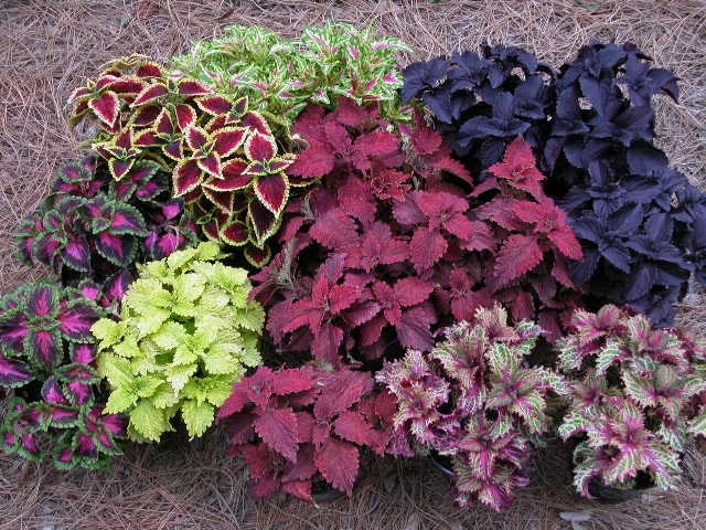 100 Mixed Colors COLEUS RAINBOW MIX Shade Houseplant Solenostemon Flower Seeds