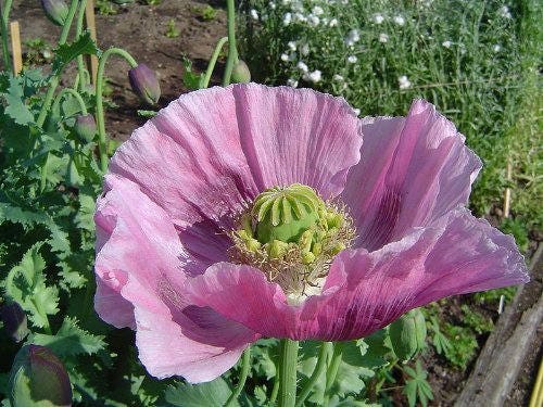 1000 LAVENDER POPPY Purple Papaver Somniferum Flower Seeds