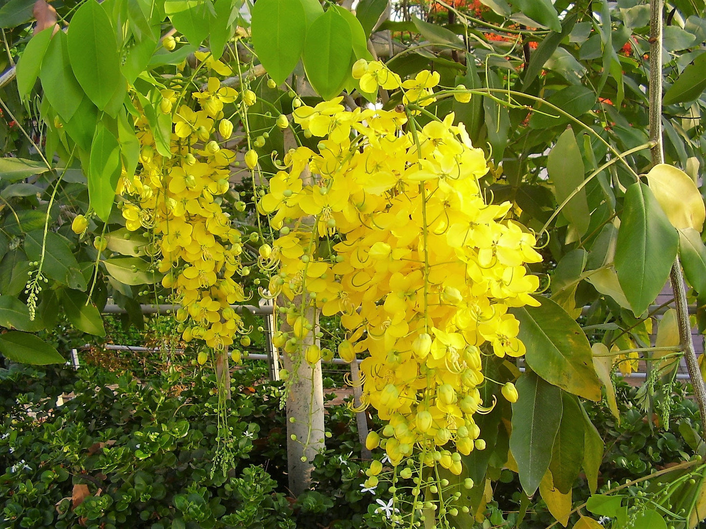 15 GOLDEN SHOWER TREE Gold Rush Yellow Cassia Fistula Flower Seeds