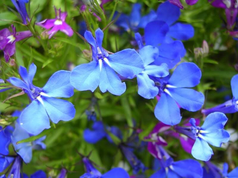 200 SKY BLUE LOBELIA Regatta Lobelia Erinus Flower Seeds
