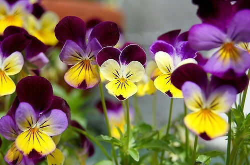 250 JOHNNY JUMP UP Helen Mount Violet Viola Tricolor Flower Seeds