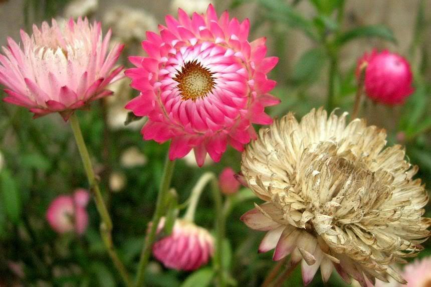 50 PINK DOUBLE STRAWFLOWER Helichrysum Bracteatum Flower Seeds