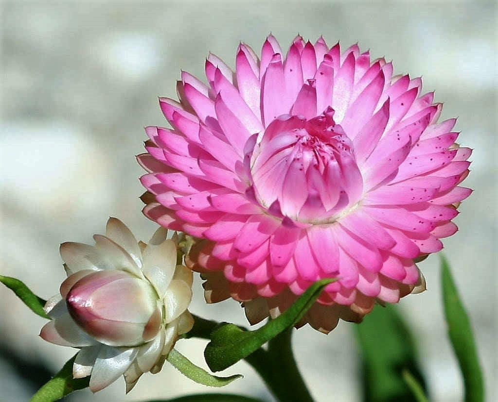 50 PINK DOUBLE STRAWFLOWER Helichrysum Bracteatum Flower Seeds