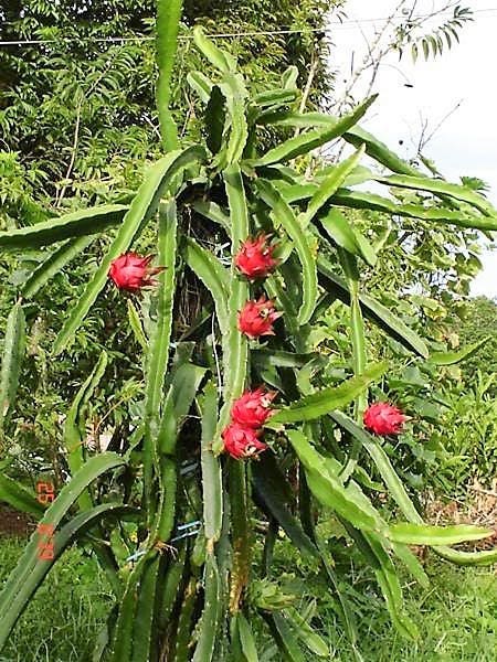 20 PURPLE DRAGON FRUIT (Pitaya / Pitahaya / Strawberry Pear) Hylocereus Undatus Cactus Seeds