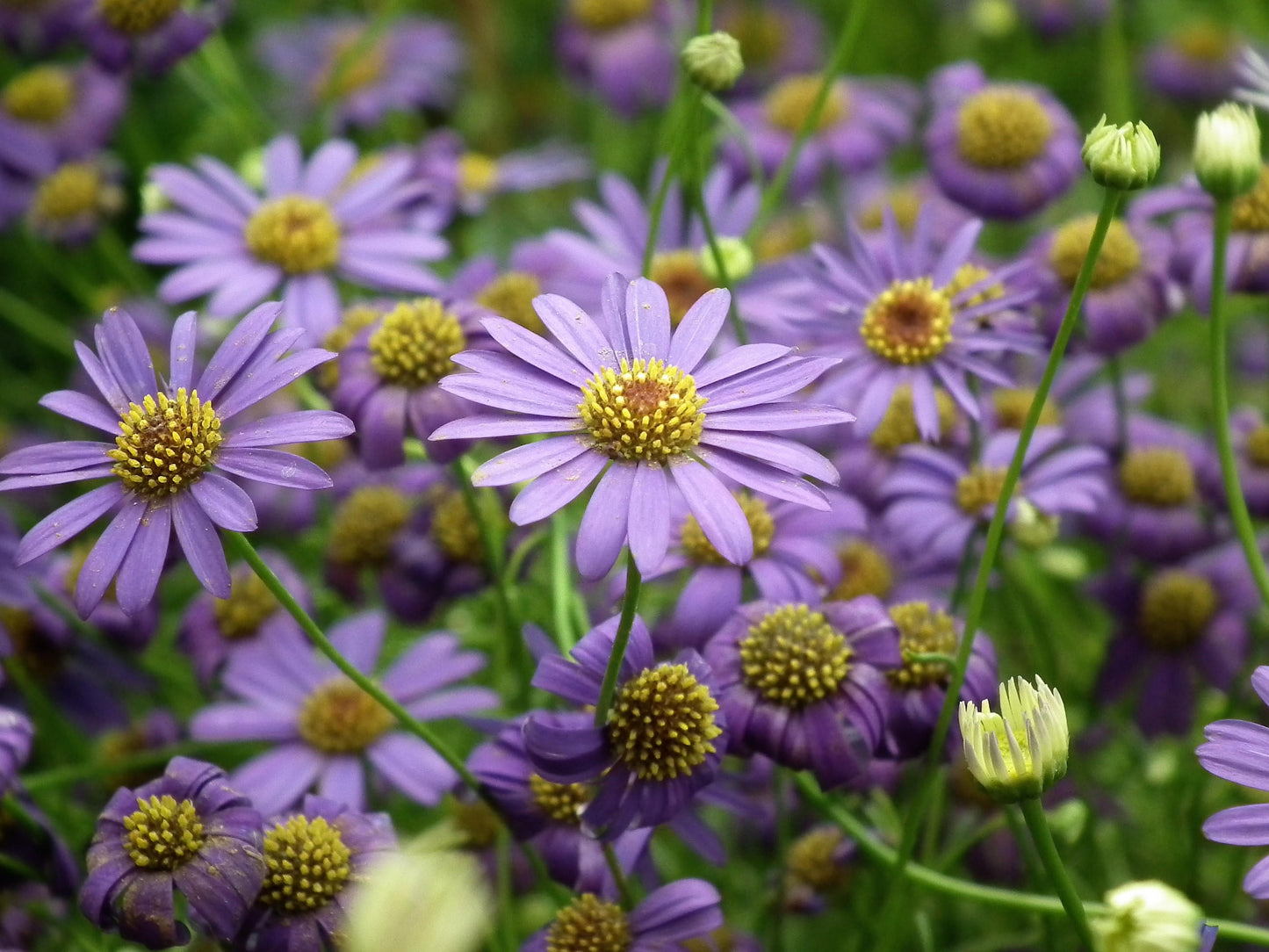200 Purple Mix SWAN RIVER DAISY Brachyscome Iberidifolia Flower Seeds