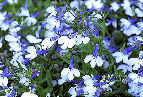 200 MIXED COLORS LOBELIA Regatta Lobelia Erinus Flower Seeds