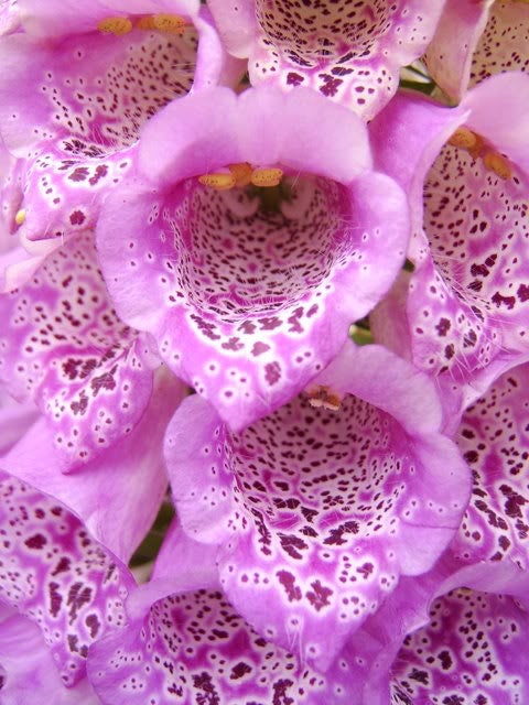 1000 FOXGLOVE EXCELSIOR MIX Digitalis Purpurea Mixed Colors Flower Seeds