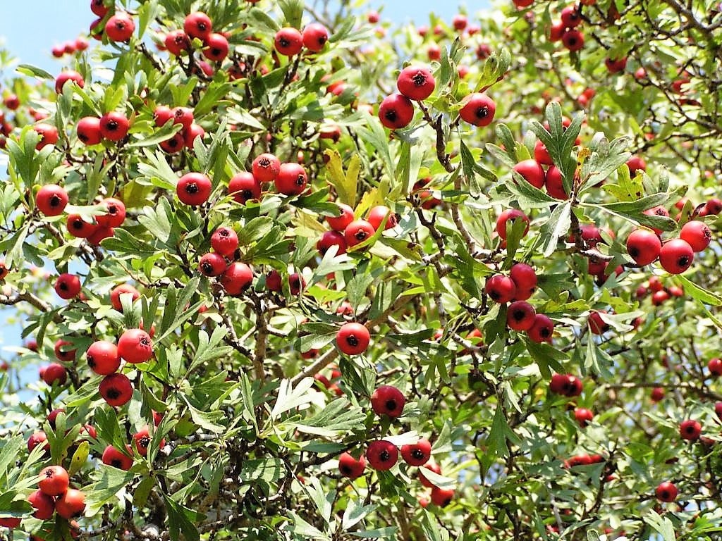 hawthorn tree berries
